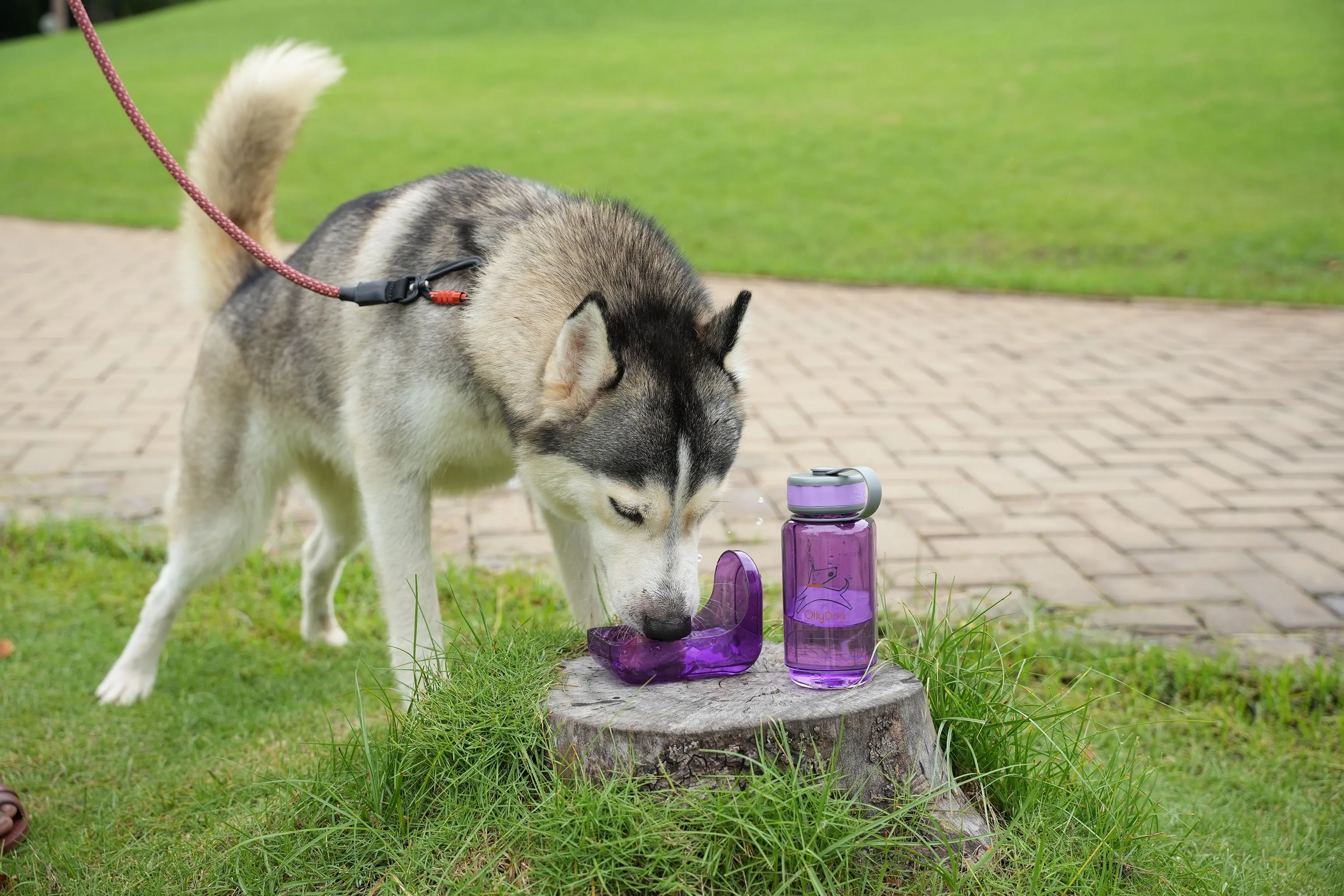 OllyBottle in Plum | Water Sharing System