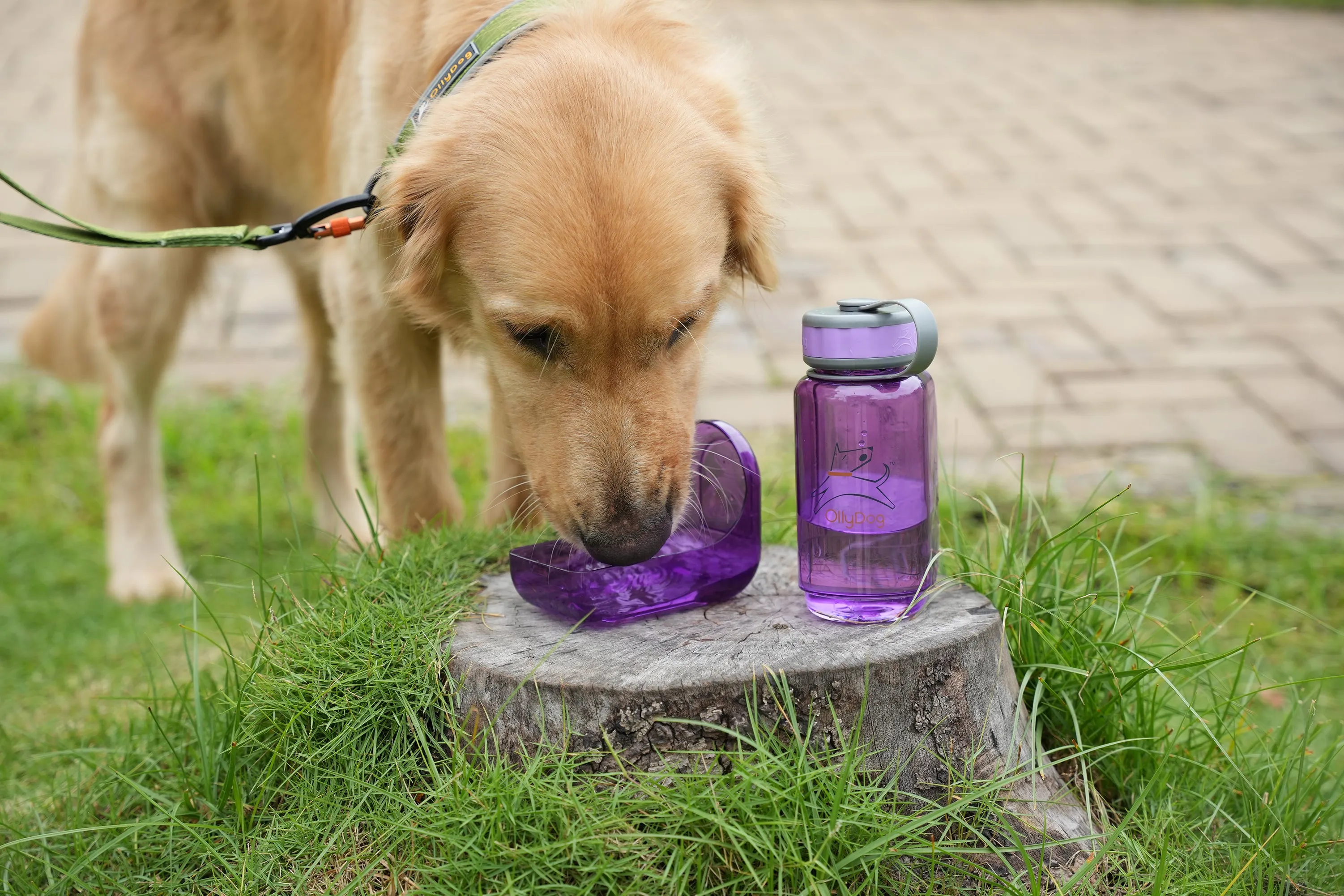 OllyBottle in Plum | Water Sharing System